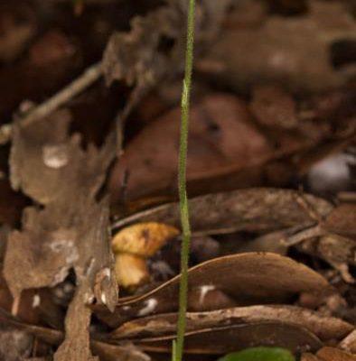 Cranichis ricartii
