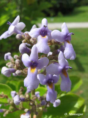Cornutia obovata