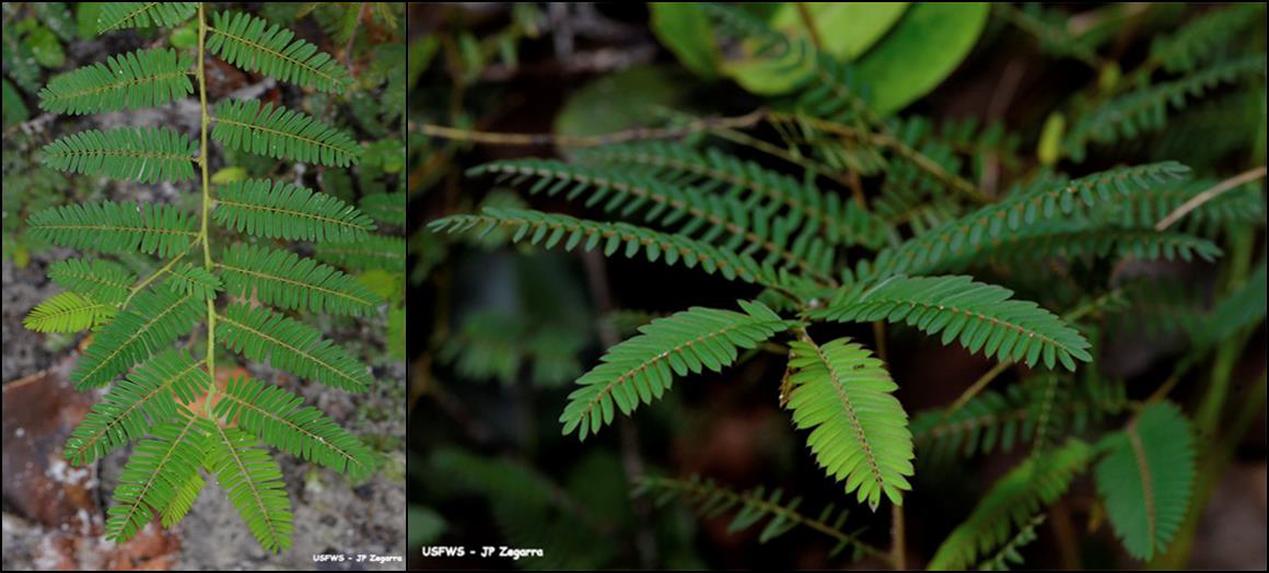Chamaecrista glandulosa var. mirabilis