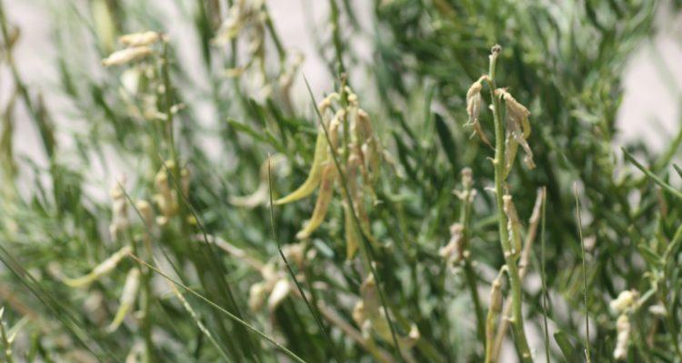 Astragalus osterhoutii
