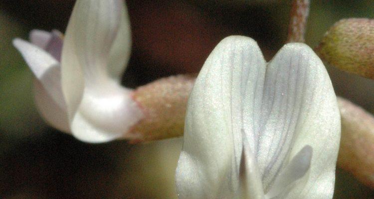 Astragalus applegatei