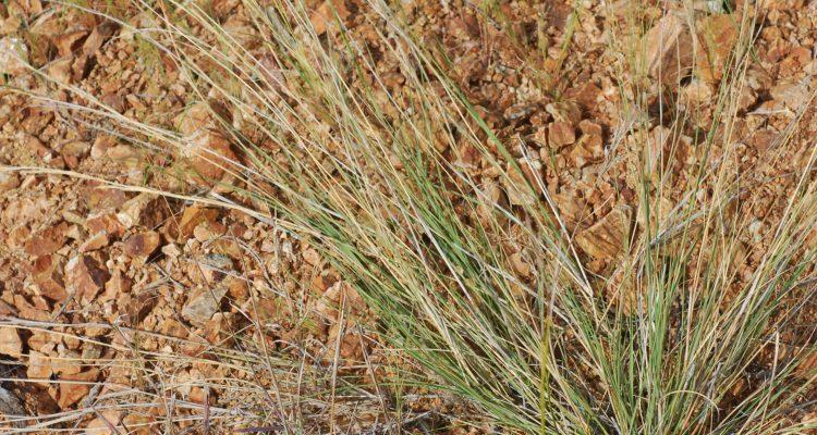Aristida chaseae