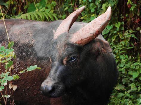 Bubalus mindorensis