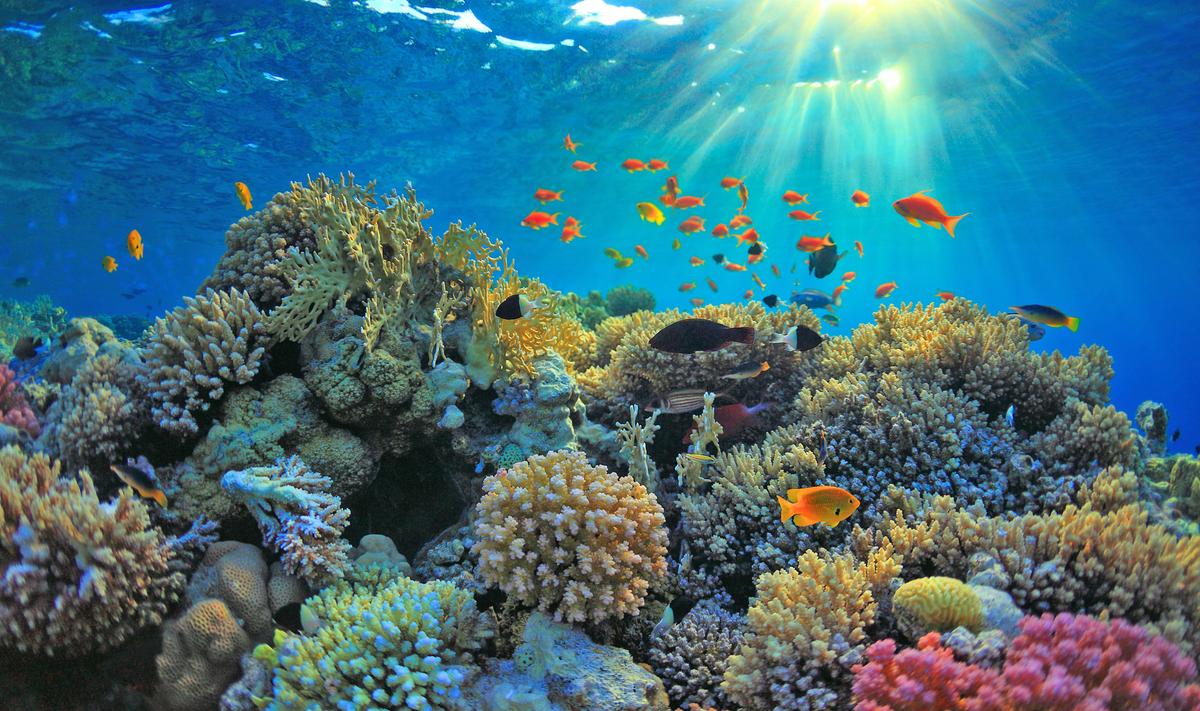 The CORAL project: A new view of coral reefs