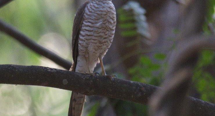 Accipiter francesii pusillus