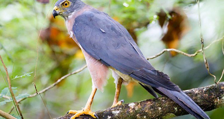 Accipiter fasciatus natalis