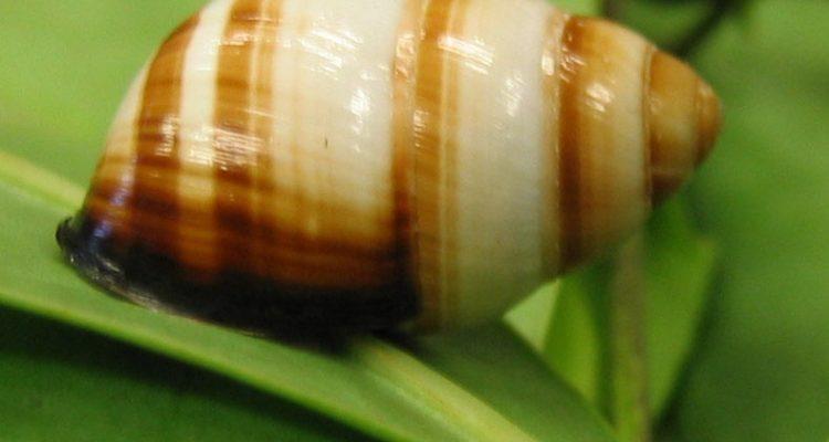 Achatinella spp.
