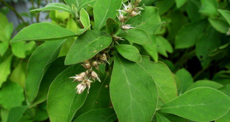 Achyranthes mutica