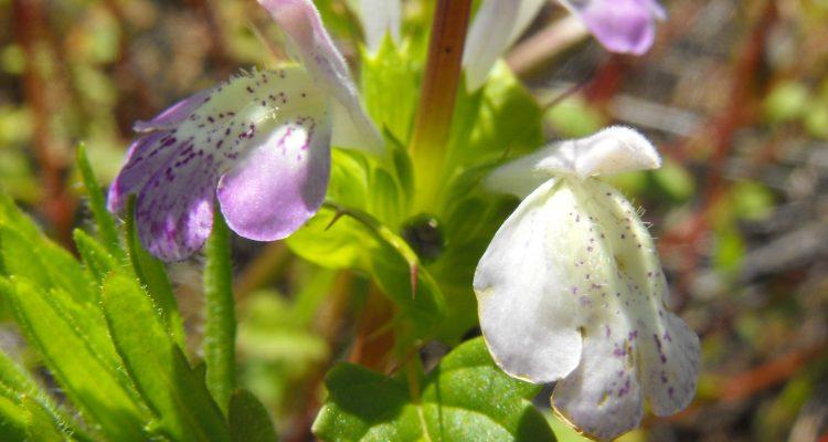 Acanthomintha ilicifolia
