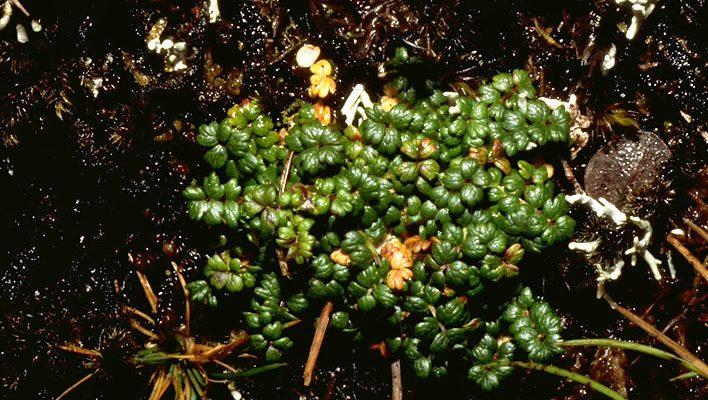 Acaena exigua