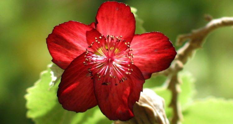 Abutilon menziesii