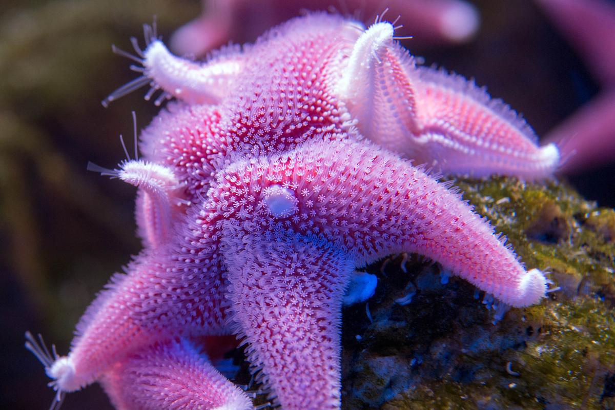 Scientists capture video of a thriving ecosystem beneath the Antarctic ice