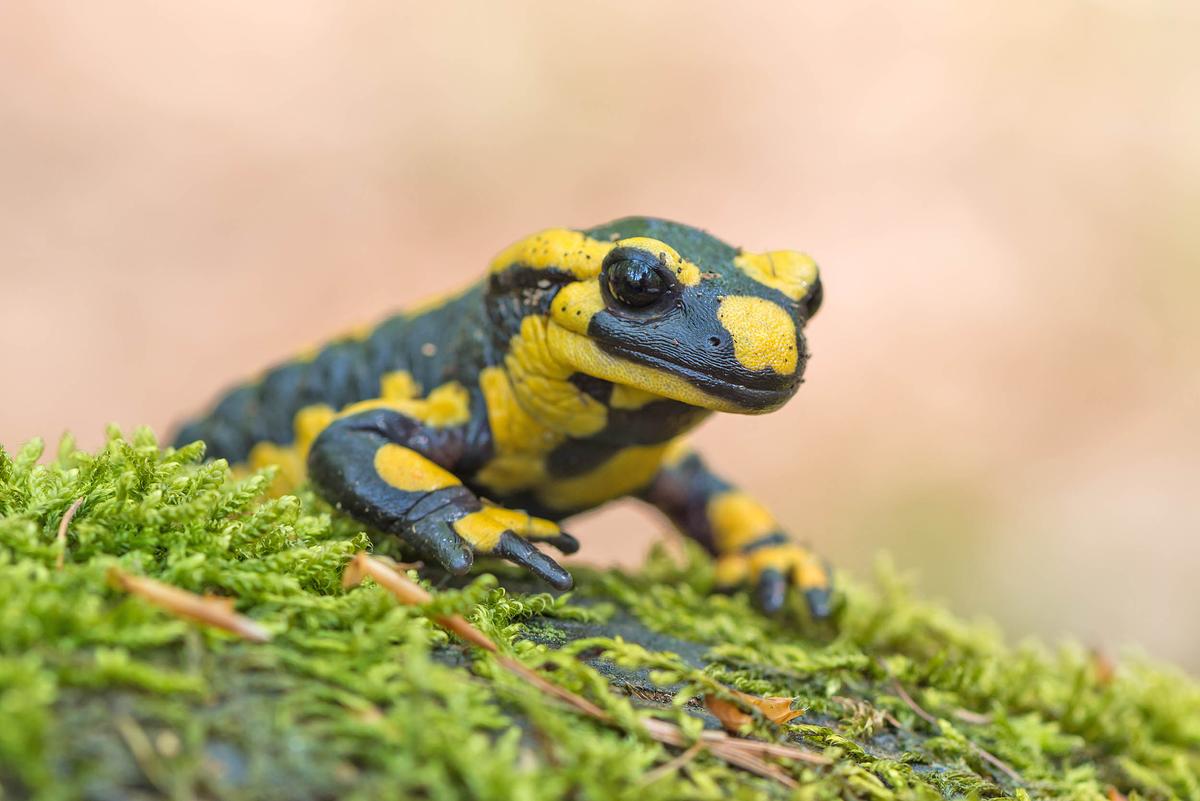 Salamanders will travel up to 9 miles for sex