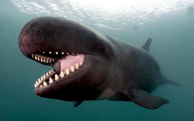 False killer whales in danger of extinction from getting caught in fishing gear