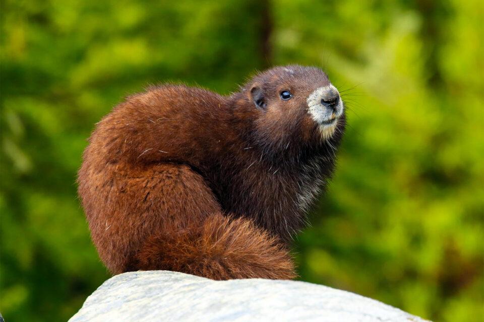 Marmota vancouverensis