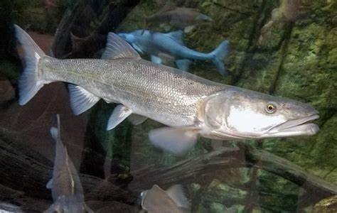 Ptychocheilus lucius