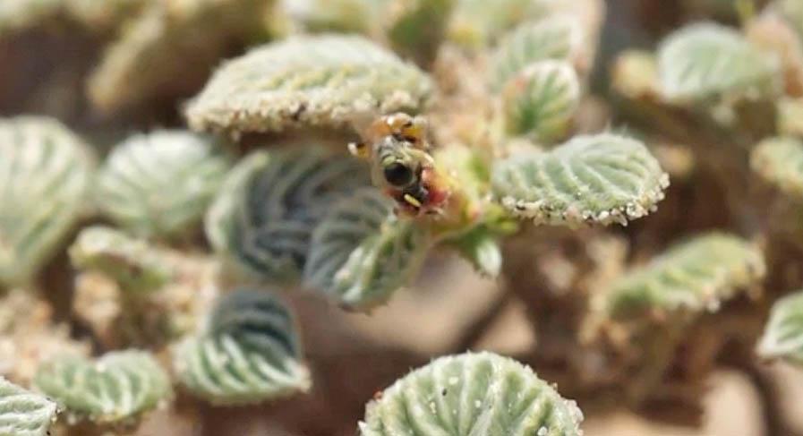 Perdita scutellaris: New ant-like bee species discovered