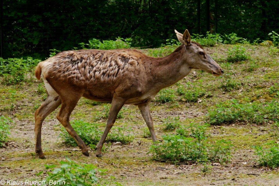 Cervus elaphus barbarus