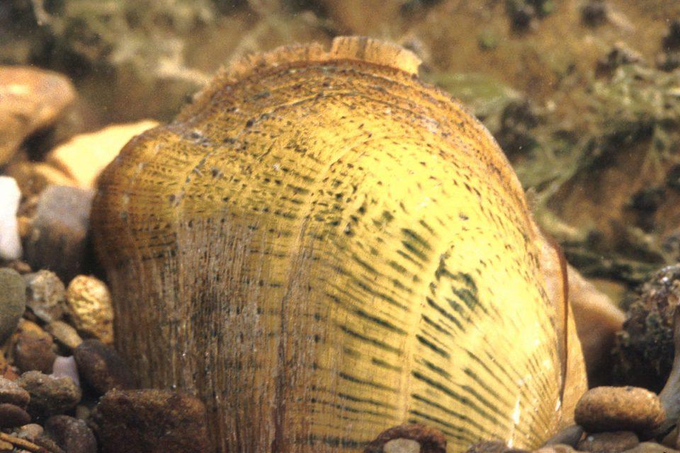 Oncorhynchus mykiss