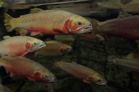 Oncorhynchus clarki stomias