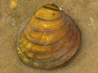 Quadrula intermedia