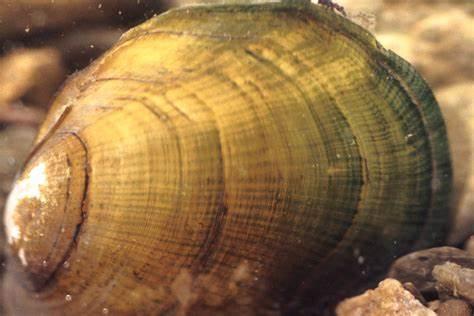 Epioblasma florentina walkeri (=E. walkeri)