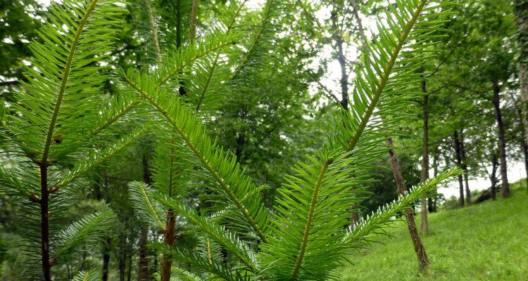 Abies guatemalensis