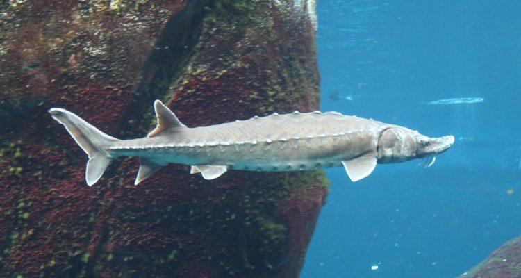 Acipenser oxyrinchus oxyrinchus