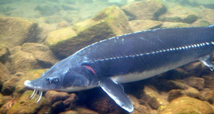 Acipenser sinensis