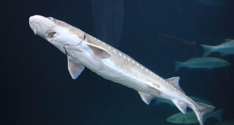 Acipenser transmontanus