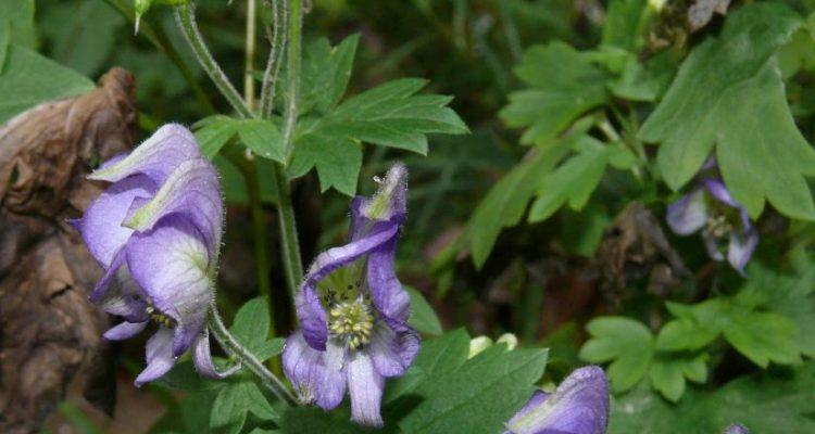 Aconitum noveboracense