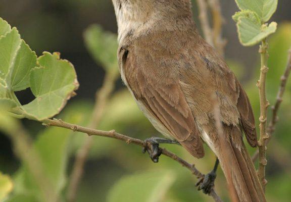 Acrocephalus familiaris kingi