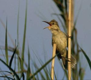 Acrocephalus luscinia
