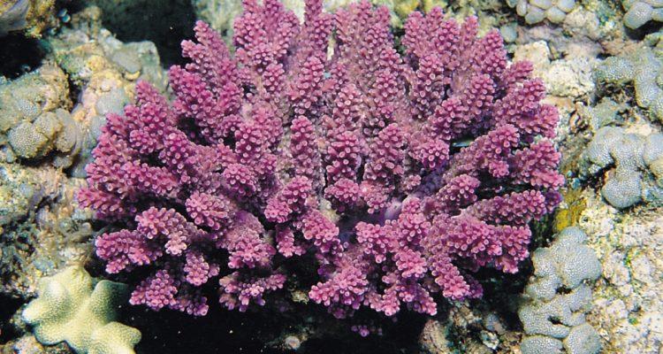 Acropora globiceps
