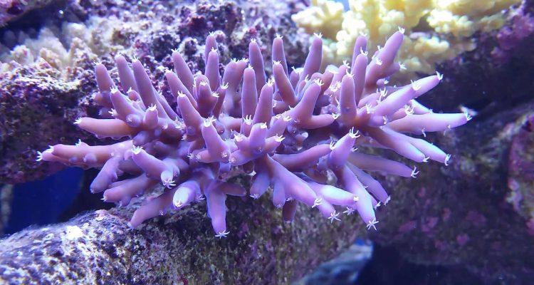 Acropora lokani