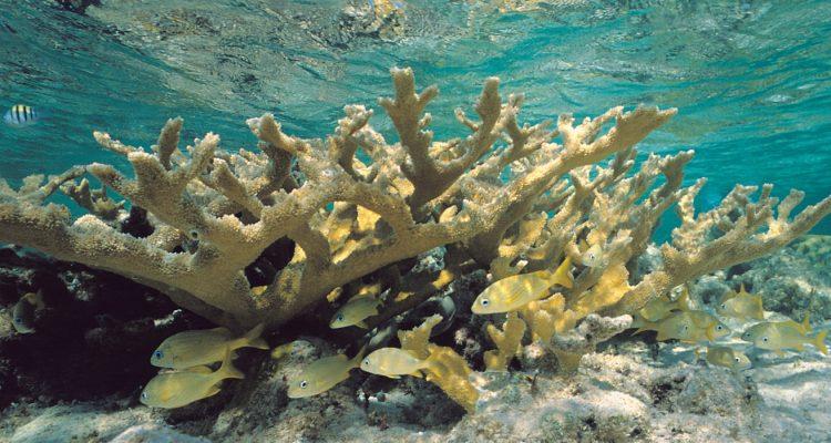 Acropora palmata