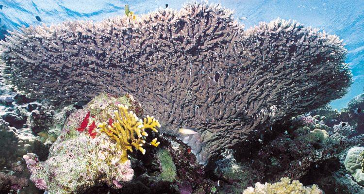 Acropora pharaonis