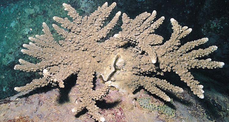 Acropora rudis