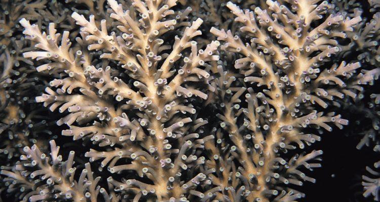 Acropora speciosa