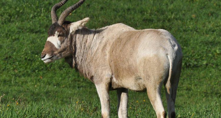 Addax nasomaculatus