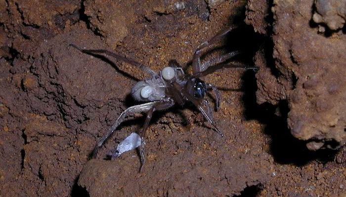 Adelocosa anops