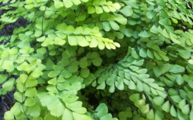 Adiantum vivesii