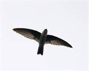 Aerodramus vanikorensis bartschi