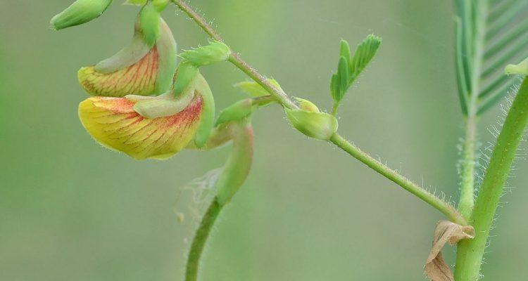 Aeschynomene virginica