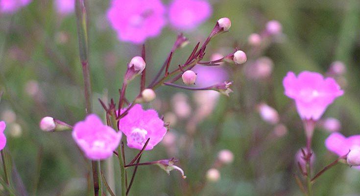 Agalinis acuta