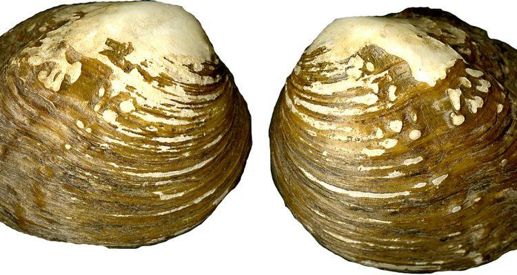 Alasmidonta atropurpurea