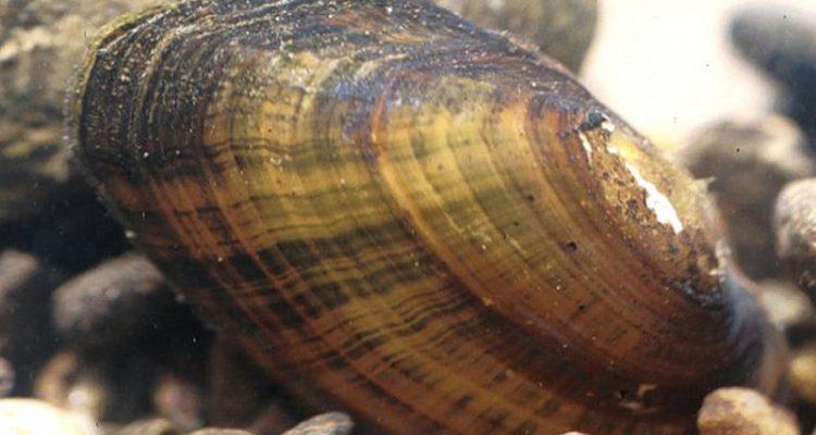 Alasmidonta raveneliana