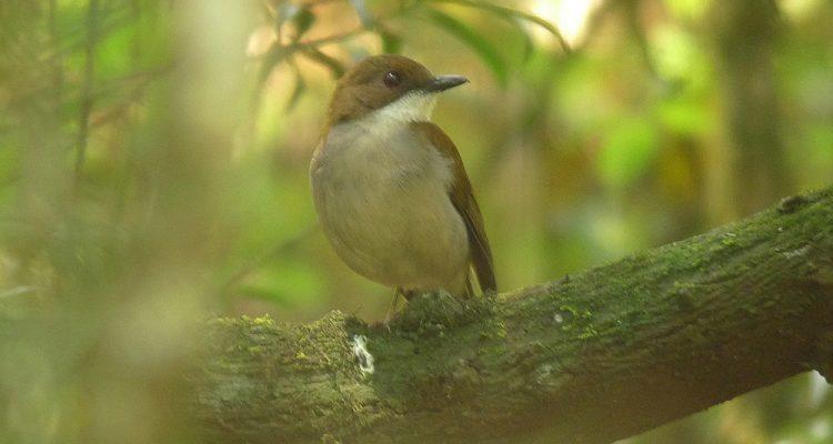 Alethe choloensis