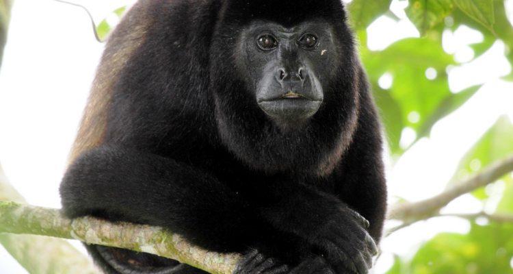 Alouatta palliata