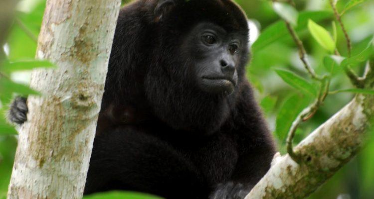Alouatta pigra